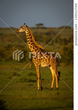 Masai giraffe stands in grassland in profile Masai giraffe stands in grassland in profile 136022589