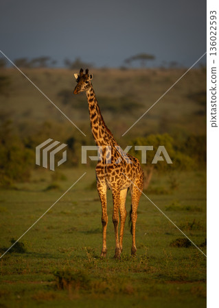 Masai giraffe stands in savanna facing camera Masai giraffe stands in savanna facing camera 136022593