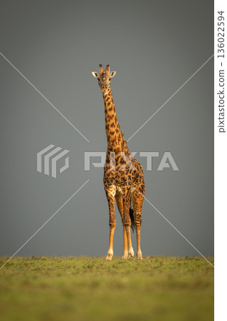 Masai giraffe stands on horizon against clouds Masai giraffe stands on horizon against clouds 136022594