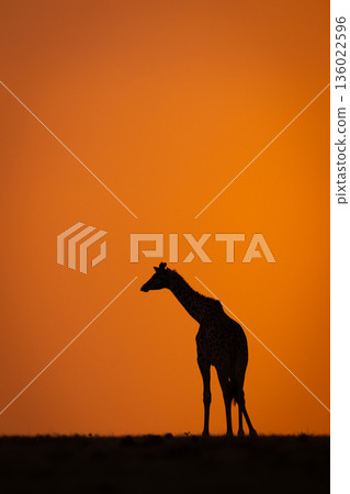 Masai giraffe stands on horizon at sunset Masai giraffe stands on horizon at sunset 136022596