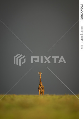Masai giraffe stands on horizon under clouds Masai giraffe stands on horizon under clouds 136022598