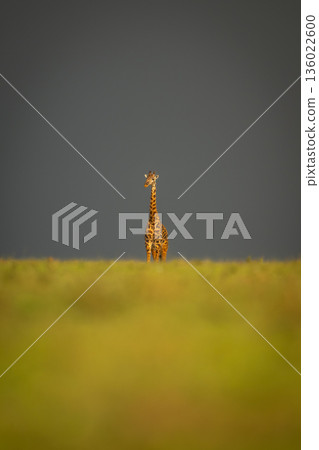 Masai giraffe stands under clouds on horizon Masai giraffe stands under clouds on horizon 136022600
