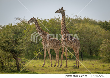 Masai giraffe tries to mate with female Masai giraffe tries to mate with female 136022602