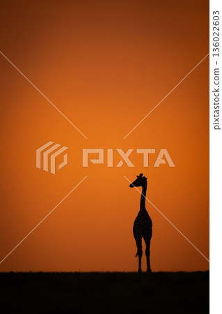 Masai giraffe turning on horizon at sundown Masai giraffe turning on horizon at sundown 136022603