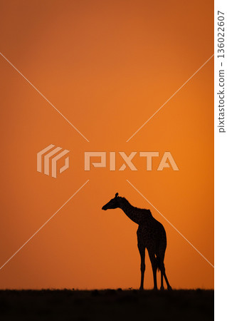 Masai giraffe turns on skyline at sundown 136022607