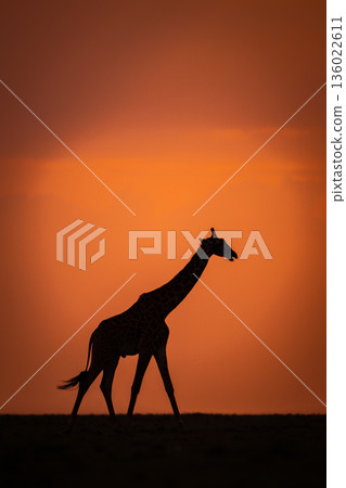 Masai giraffe walks across horizon at sunset 136022611