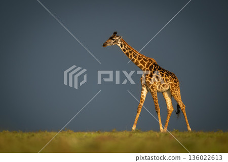 Masai giraffe walks along horizon under clouds Masai giraffe walks along horizon under clouds 136022613