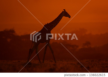 Masai giraffe walks through savannah at sunset Masai giraffe walks through savannah at sunset 136022615