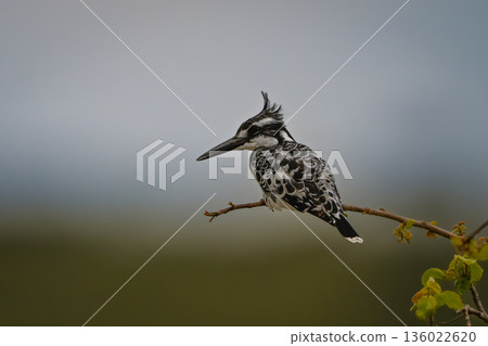Pied kingfisher in profile on curved branch 136022620