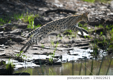 Serval jumping across river from rocky bank 136022621