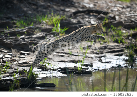 Serval jumping over river from rocky bank Serval jumping over river from rocky bank 136022623