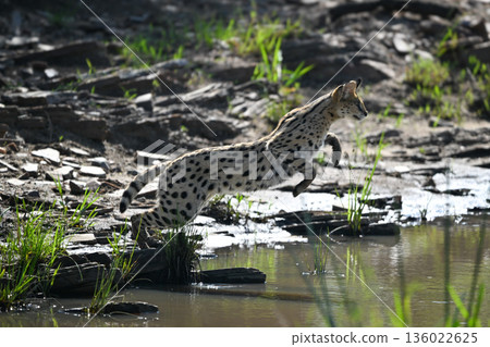 Serval jumps over river from rocky bank Serval jumps over river from rocky bank 136022625