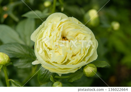 Paeonia, peony Lemon Chiffon blooms in the garden in summer Paeonia, peony Lemon Chiffon blooms in the garden in summer 136022664