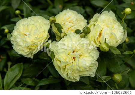 Paeonia, peony Lemon Chiffon blooms in the garden in summer Paeonia, peony Lemon Chiffon blooms in the garden in summer 136022665