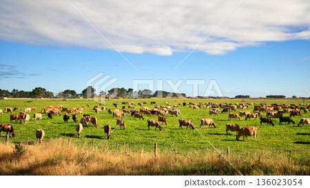 Flat Land New Zealand Dairy Jersey Farm Flat Land New Zealand Dairy Jersey Farm 136023054