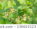 branches of blooming blackcurrant on green blurred background, selective focus 136023123
