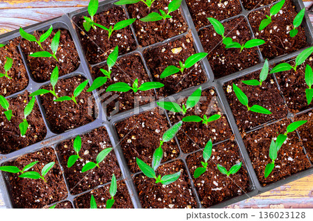 Seedlings are pepper seedlings, growing in small pots filled with soil on spring. Seedlings are pepper seedlings, growing in small pots filled with soil on spring. 136023128