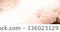 Beautiful delicate roses in a beige shade, a banner with copying space 136023129