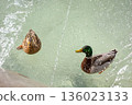 Two wild ducks swimming in the city fountain 136023133