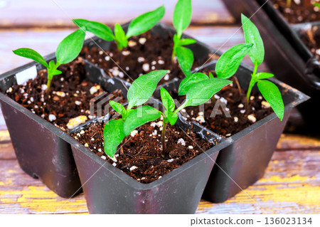 Small pepper plants sprout from soil in plastic trays placed on wooden table inside garden setting springtime. 136023134