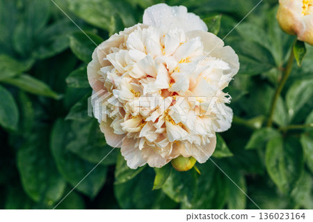 Blooming Quitzin peony in the garden 136023164
