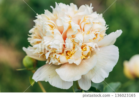 Blooming Quitzin peony in the garden 136023165