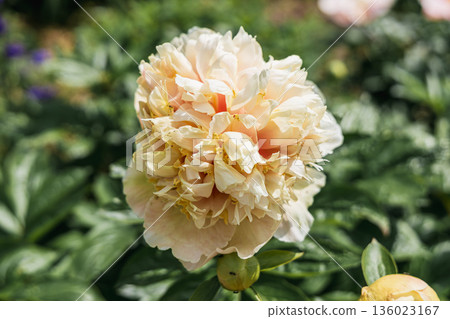 Blooming Quitzin peony in the garden 136023167