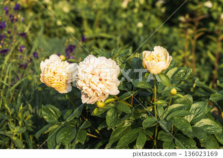 Blooming Quitzin peony in the garden Blooming Quitzin peony in the garden 136023169