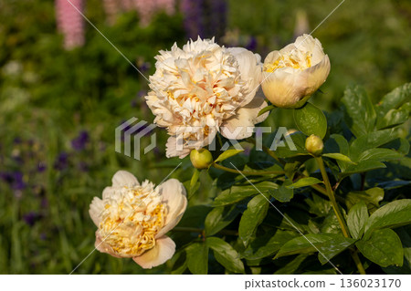 Blooming Quitzin peony in the garden Blooming Quitzin peony in the garden 136023170