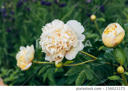 Blooming Quitzin peony in the garden 136023173