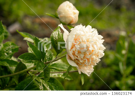 Blooming Quitzin peony in the garden 136023174