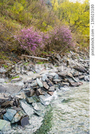 Blooming maralnik flowers in spring near Teletskoye lake Altai Russia. Vivid seasonal flora in wild mountain nature Blooming maralnik flowers in spring near Teletskoye lake Altai Russia. Vivid seasonal flora in wild mountain nature 136023180