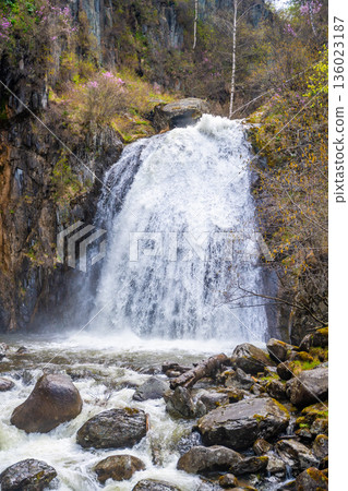 Korbu waterfall near Teletskoye lake in Altai Russia. Powerful stream of water falling from cliff surrounded by wild forest Korbu waterfall near Teletskoye lake in Altai Russia. Powerful stream of water falling from cliff surrounded by wild forest 136023187