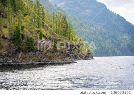 Close view of Teletskoye lake shore with fir trees, blooming rhododendron and rocky cliffs. Wild natural landscape in Altai Russia seen from the water Close view of Teletskoye lake shore with fir trees, blooming rhododendron and rocky cliffs. Wild natural landscape in Altai Russia seen from the water 136023191