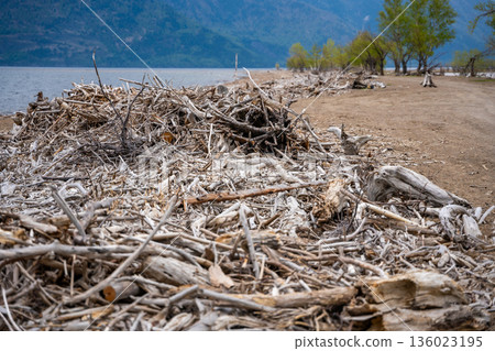 Storm washed branches and sticks on shore of Teletskoye lake in Altai Russia Natural debris for firewood and water purification Storm washed branches and sticks on shore of Teletskoye lake in Altai Russia Natural debris for firewood and water purification 136023195