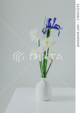 Bouquet of tender Daffodil (narcissus) and Iris flowers in a vase on a white table . Bouquet of tender Daffodil (narcissus) and Iris flowers in a vase on a white table . 136023243