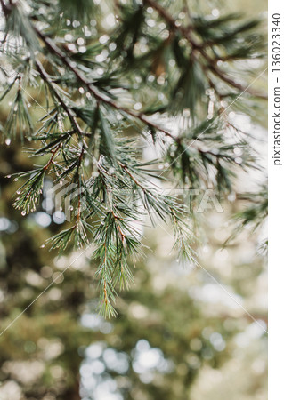 Raindrops on a fluffy fresh branches of larch. Close-up. 136023340