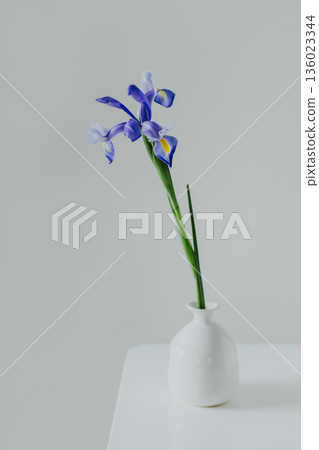 Beautiful Iris flower in a vase on a light grey background. Minimal concept. Beautiful Iris flower in a vase on a light grey background. Minimal concept. 136023344