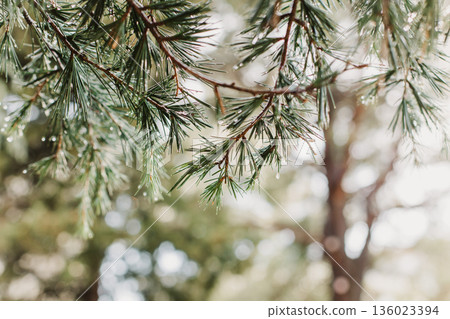 Raindrops on a fluffy fresh branches of larch. Raindrops on a fluffy fresh branches of larch. 136023394