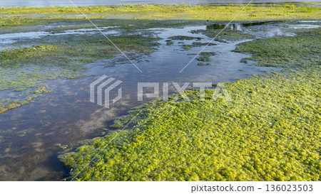 overgrown sandbars on the Dismal River in Nebraska Sandhills at Nebraska National Forest 136023503