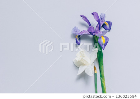 Bouquet of tender Daffodil (narcissus) and Iris flowers on a grey background. Bouquet of tender Daffodil (narcissus) and Iris flowers on a grey background. 136023584