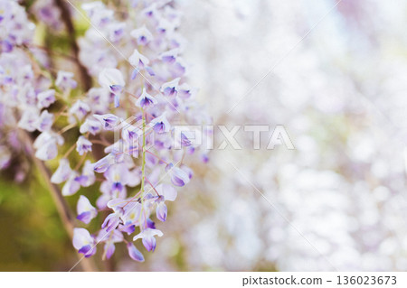 Beautiful flowers of Wisteria in a spring garden on a sunny day. Beautiful flowers of Wisteria in a spring garden on a sunny day. 136023673
