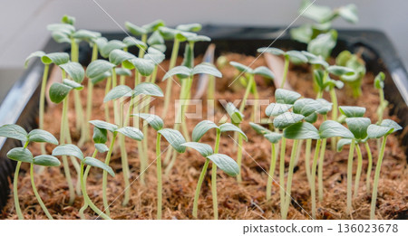 Green tomato and pepper seedlings grown from seeds are ready for planting in the garden. Green tomato and pepper seedlings grown from seeds are ready for planting in the garden. 136023678