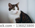 cat on white background, pet concept 136023800
