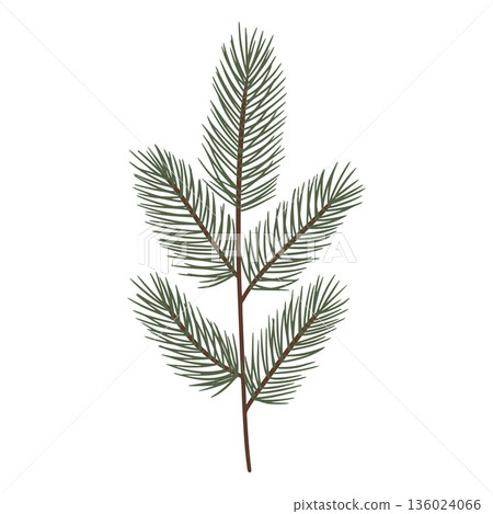 Spruce tree branch creating winter and christmas holiday decoration 136024066
