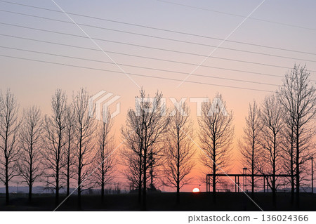 Tree-lined and silhouetted scenery at dusk Tree-lined and silhouetted scenery at dusk 136024366