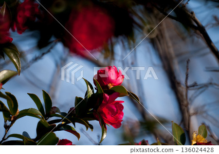 信濃川安城堤防上的茶梅花 信濃川安城堤防上的茶梅花 136024428