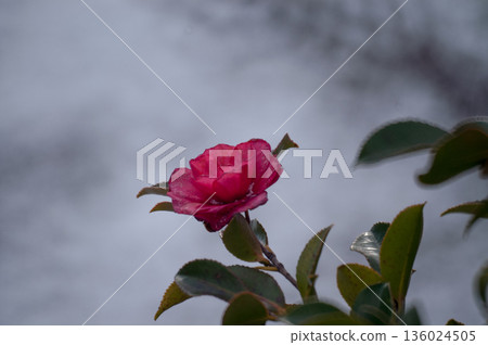 Sasanqua flowers on the Yasuragi embankment of the Shinano River Sasanqua flowers on the Yasuragi embankment of the Shinano River 136024505