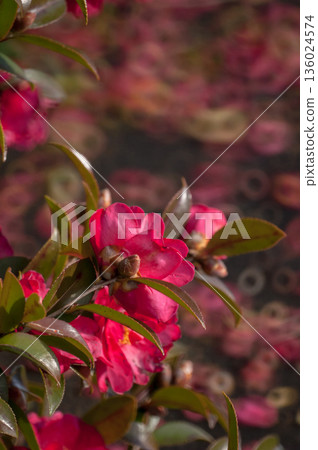 Sasanqua flowers on the Yasuragi embankment of the Shinano River 136024574