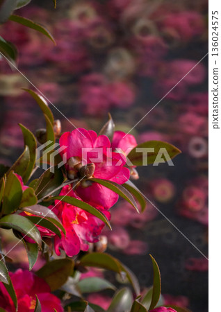 Sasanqua flowers on the Yasuragi embankment of the Shinano River Sasanqua flowers on the Yasuragi embankment of the Shinano River 136024575